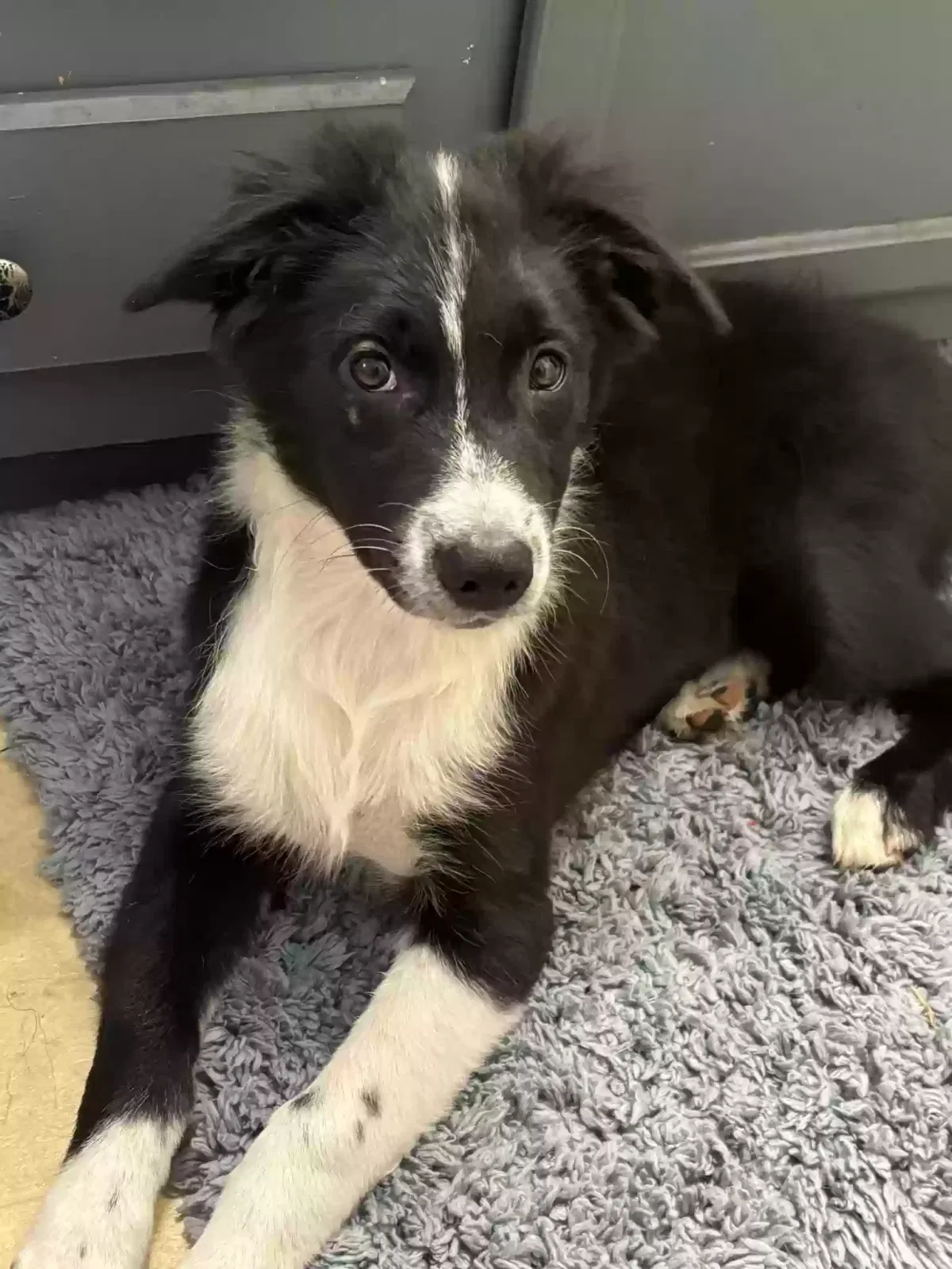 Lost dog in Archer, FL, 32618
