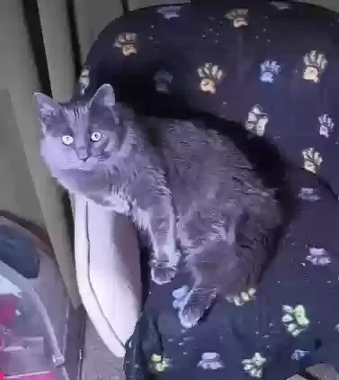 Lost cat in Morrisville, PA, 19067