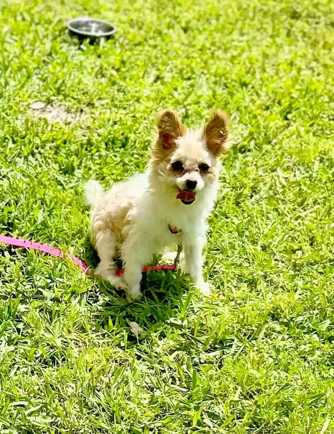 Lost dog in Mesquite, TX, 75149