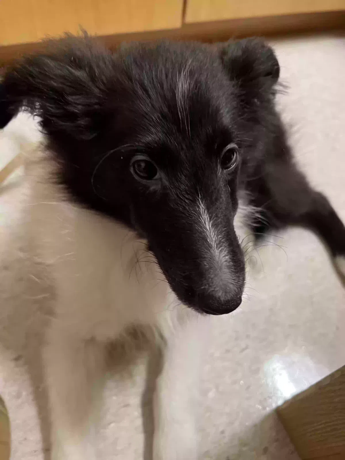 Lost dog in Austin, TX, 78736