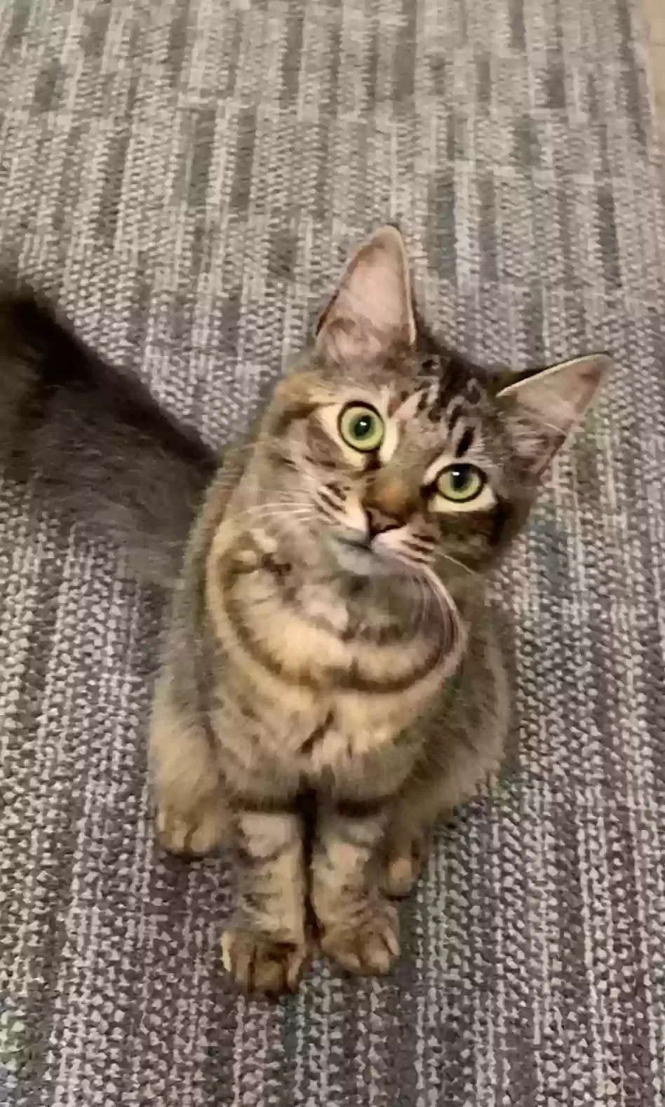 Lost cat in Lawrenceville, GA, 30044