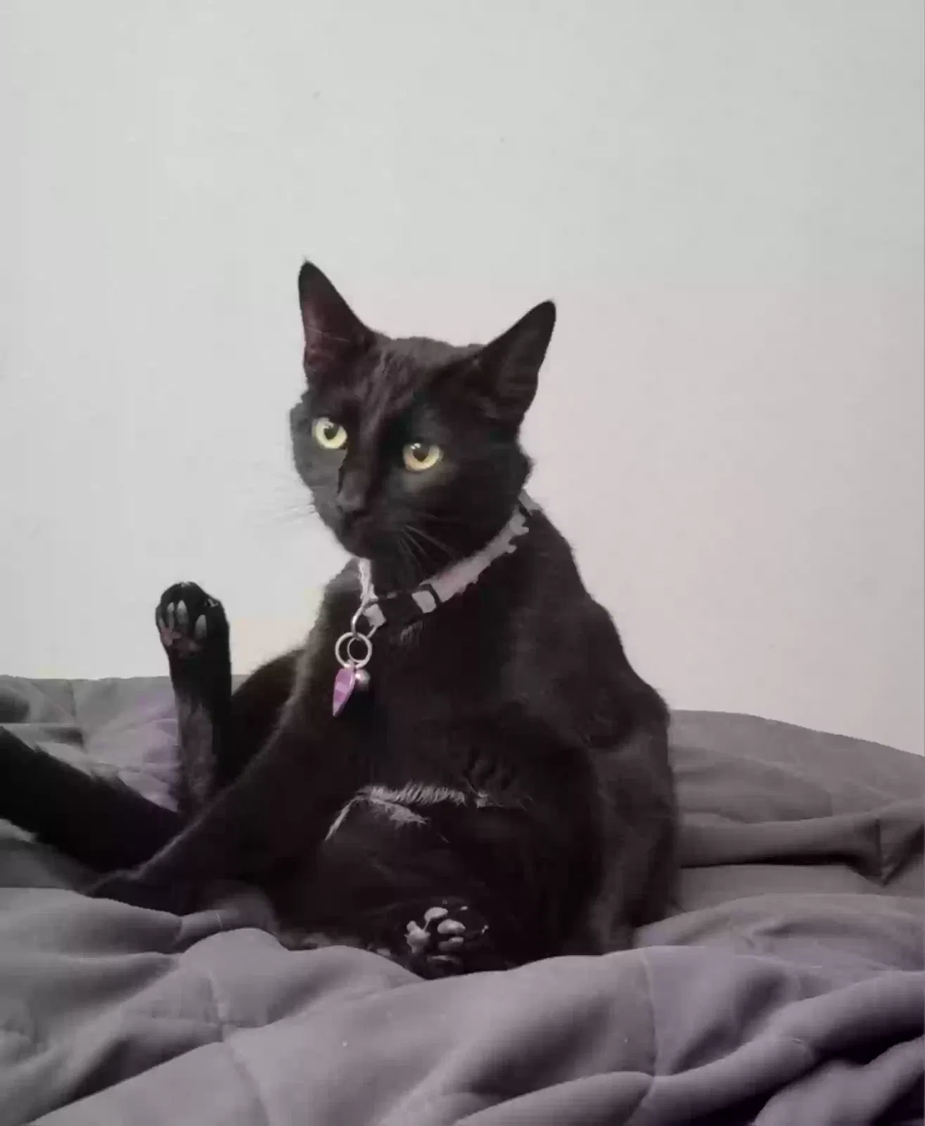 Lost cat in Santa Rosa, CA, 95403