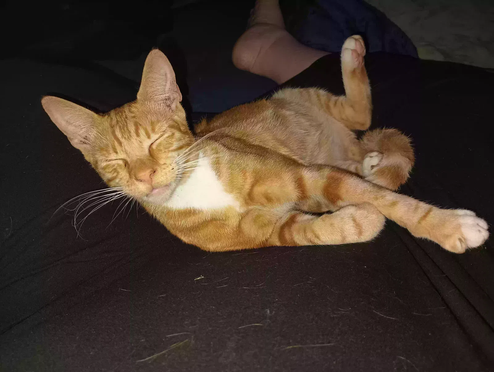 Lost cat in Haltom City, TX, 76117