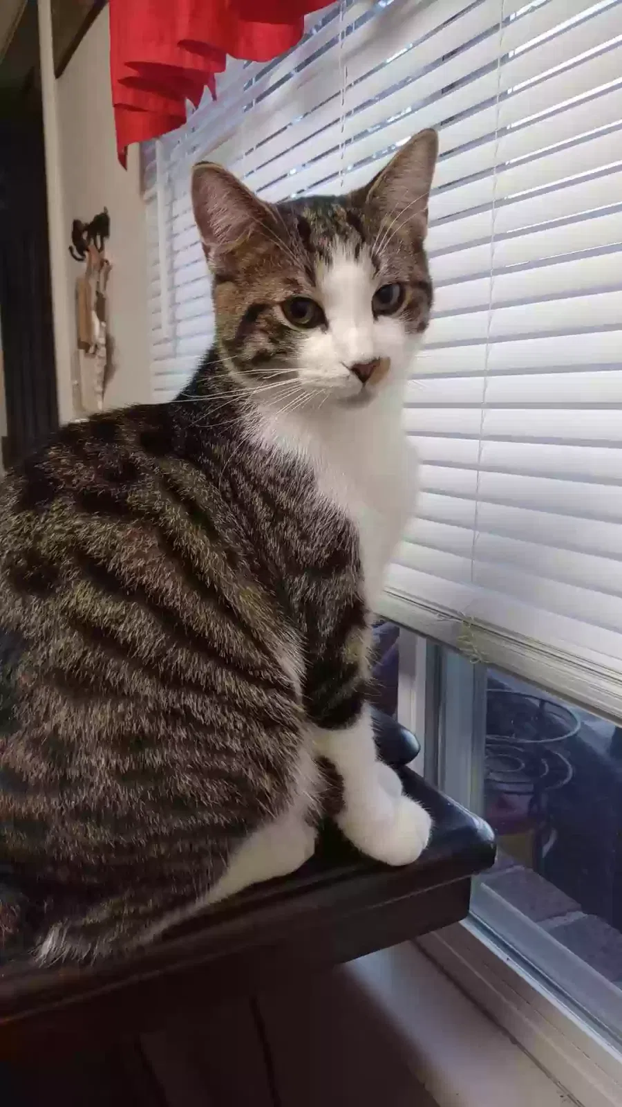 Lost cat in Franklin, OH, 45005