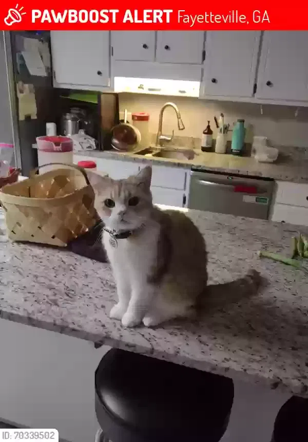 Lost cat in Fayetteville, GA, 30214