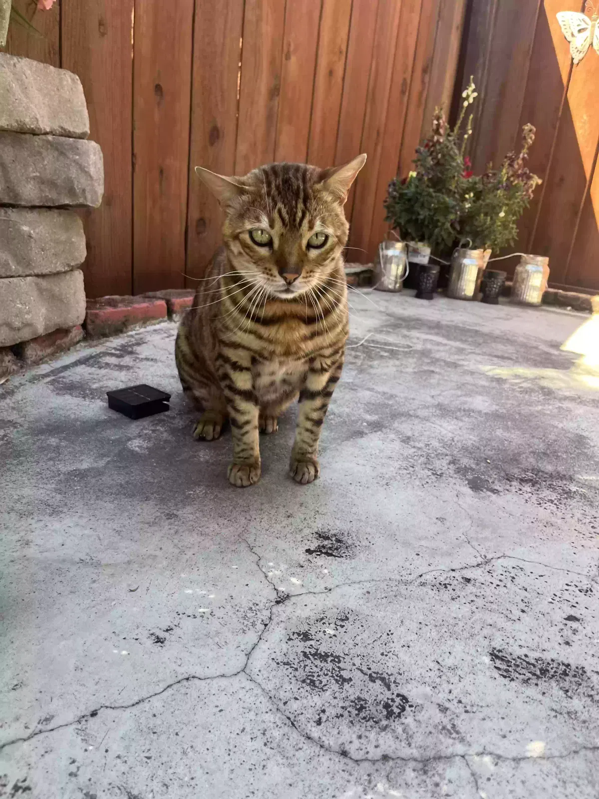 Lost cat in Hayward, CA, 94544