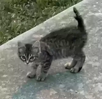 Found cat in Asheboro, NC, 27205