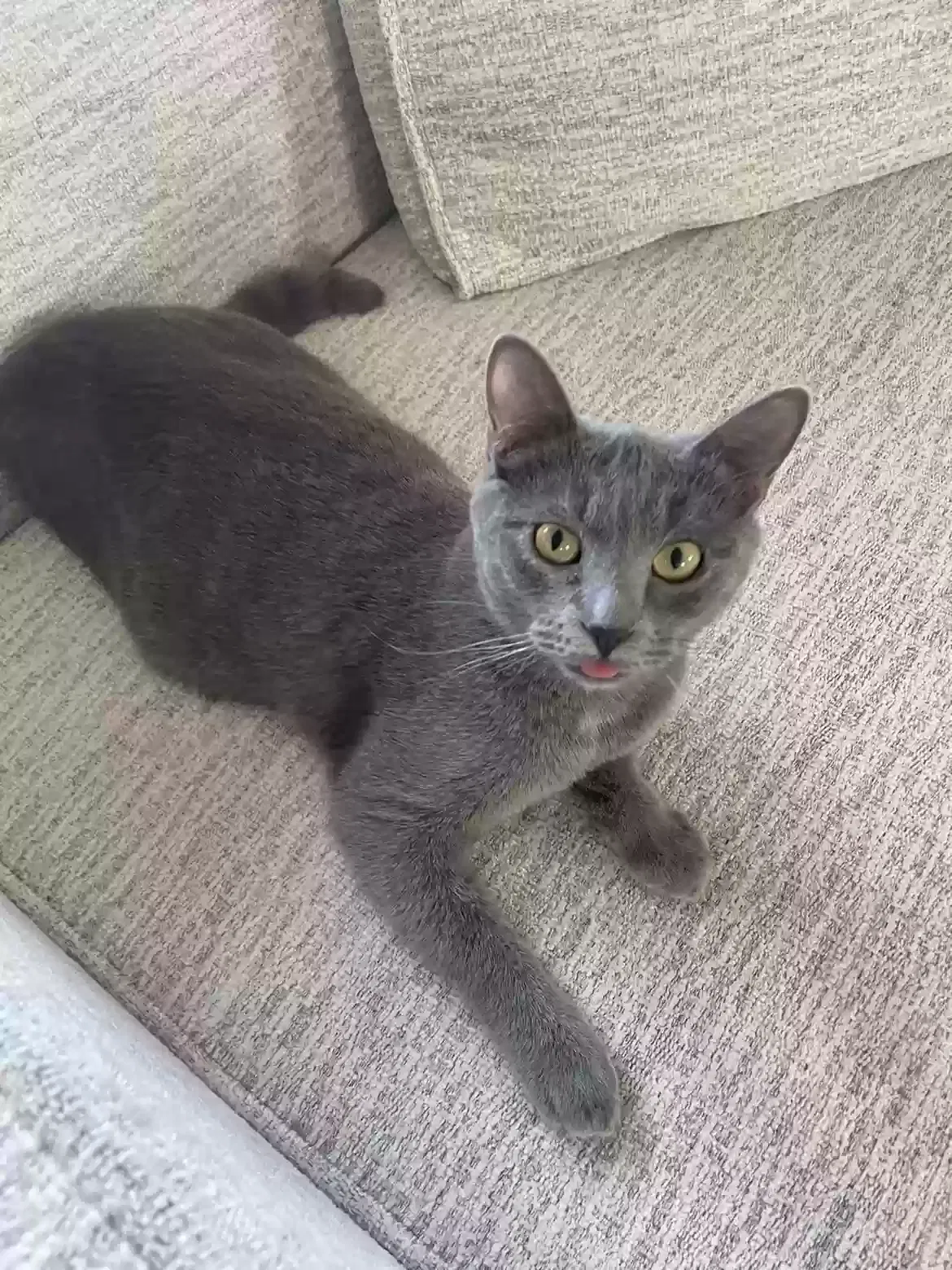 Lost cat in Billings, MT, 59102