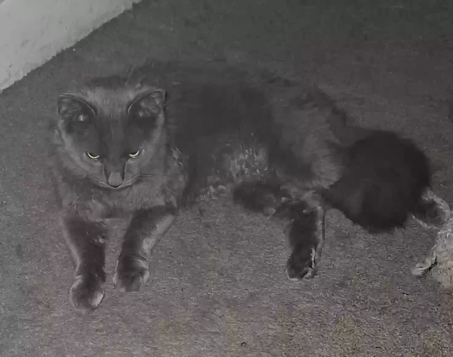 Found cat in Morrisville, PA, 19067