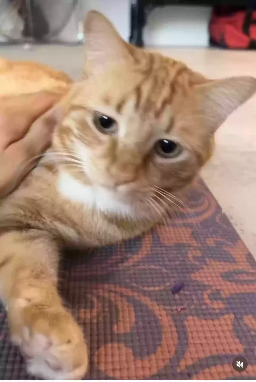 Lost cat in Murrieta, CA, 92563