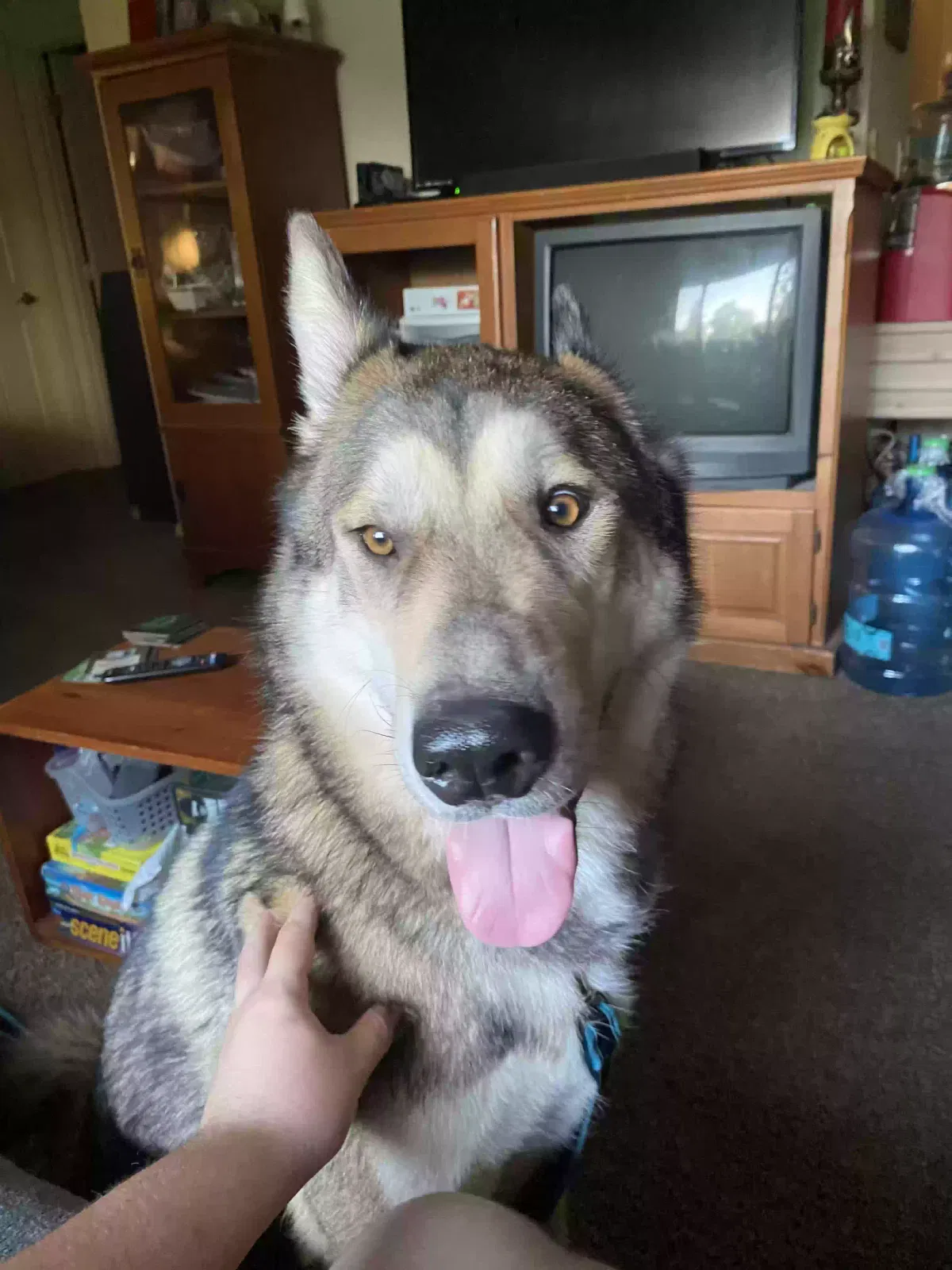 Found dog in Yakima, WA, 98908