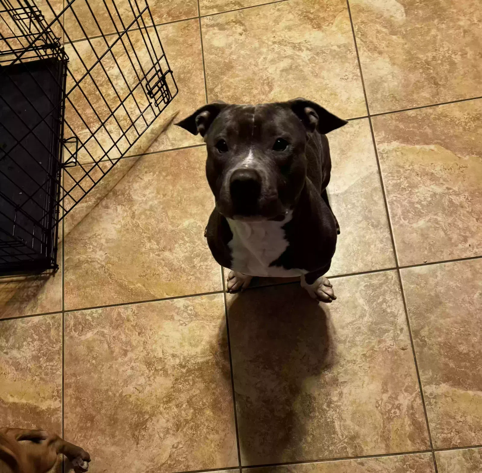 Lost dog in Tampa, FL, 33619