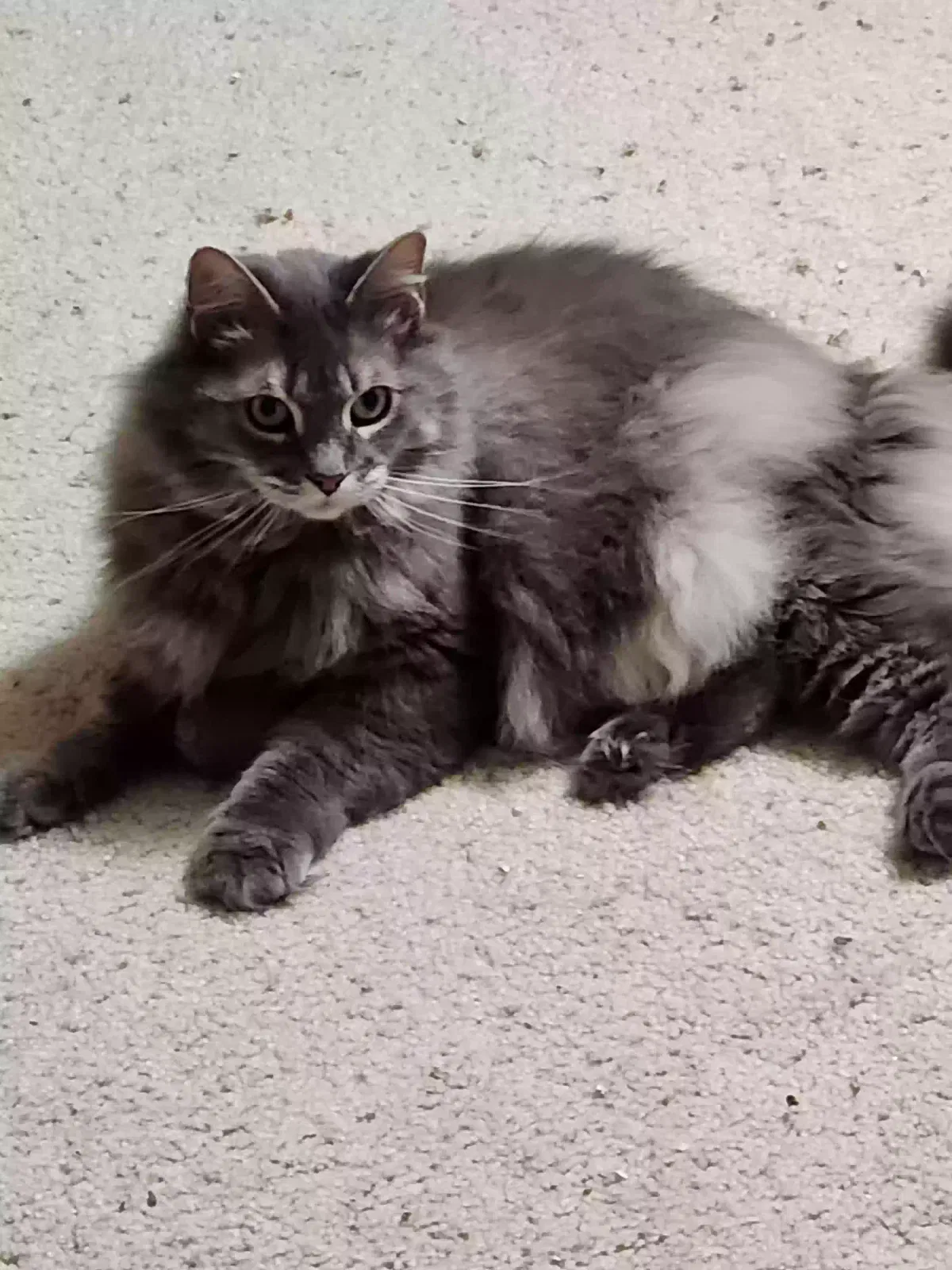 Lost cat in Bellevue, WA, 98005