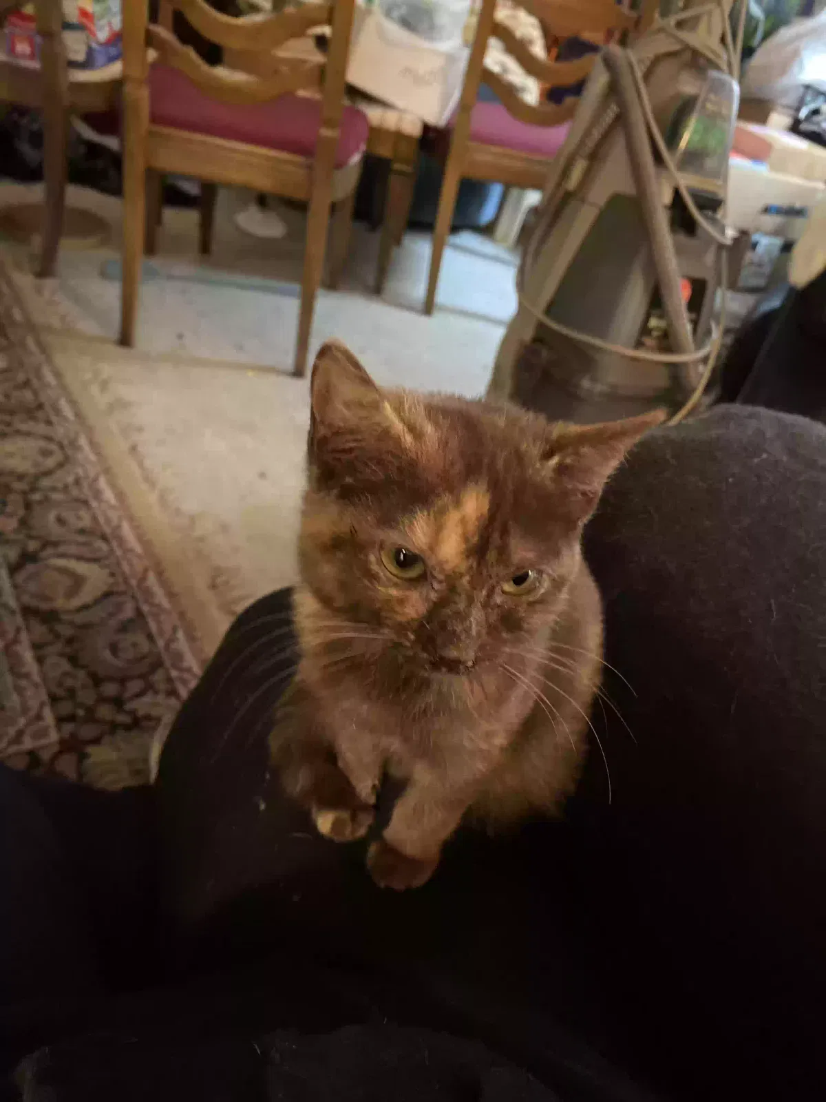 Lost cat in Grand Prairie, TX, 75051