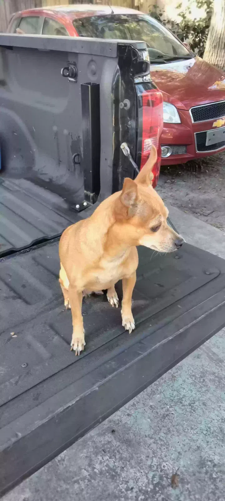 Lost dog in New Port Richey, FL, 34652
