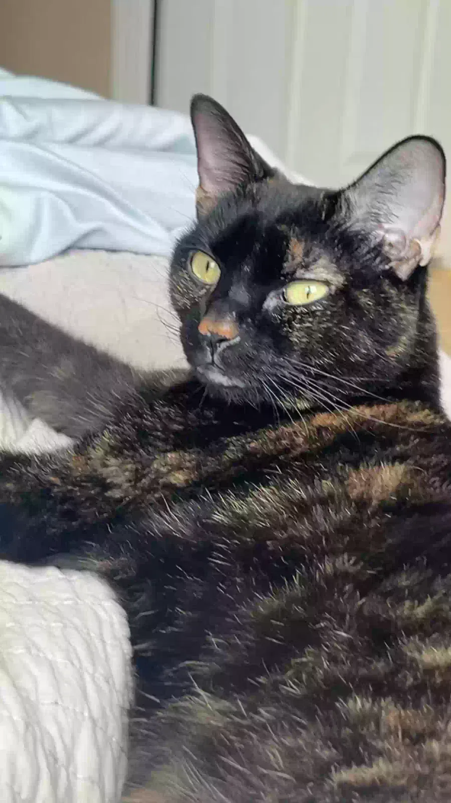 Lost cat in San Antonio, TX, 78250