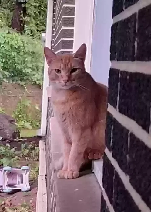 Lost cat in Waunakee, WI, 53597
