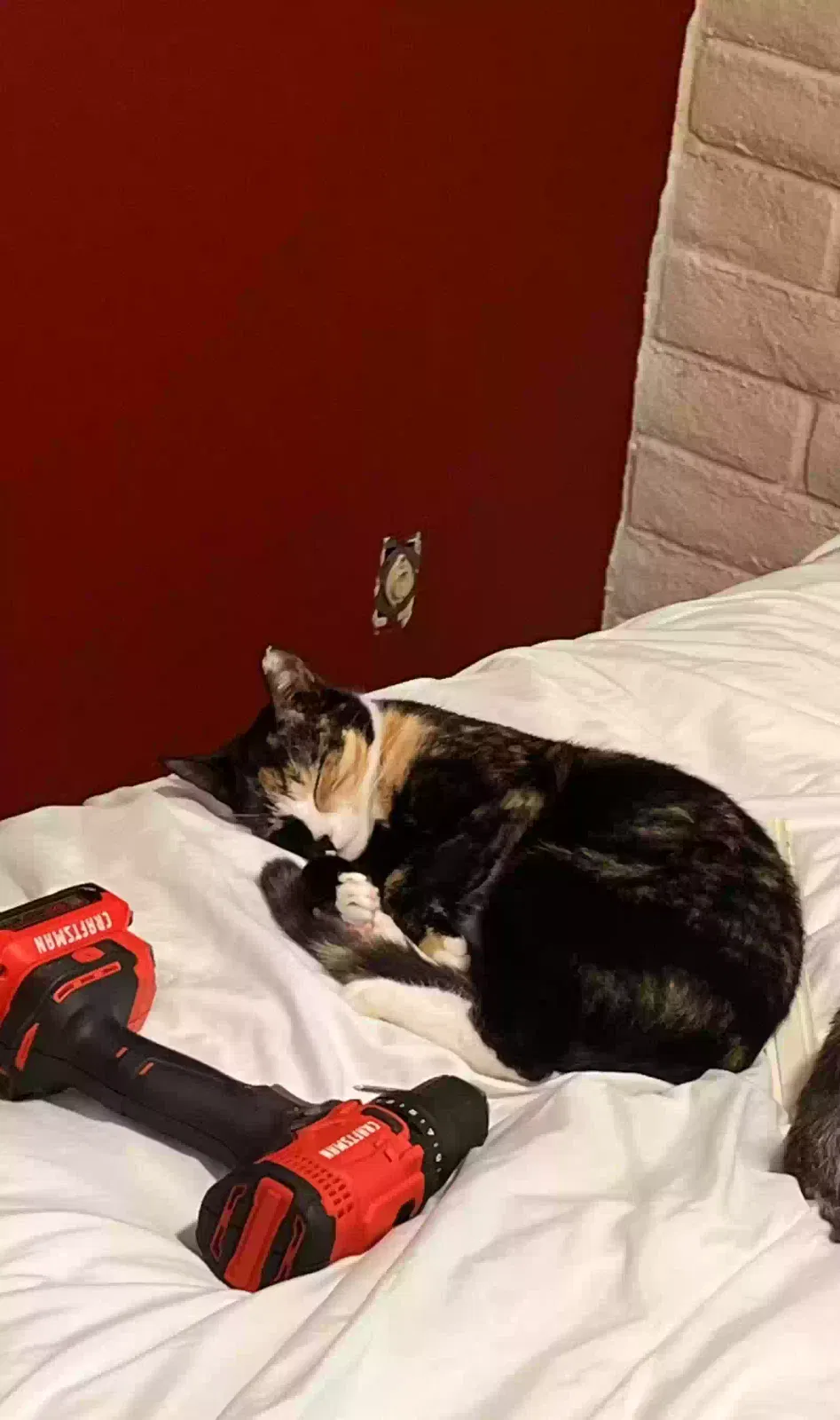 Lost cat in Tucson, AZ, 85713