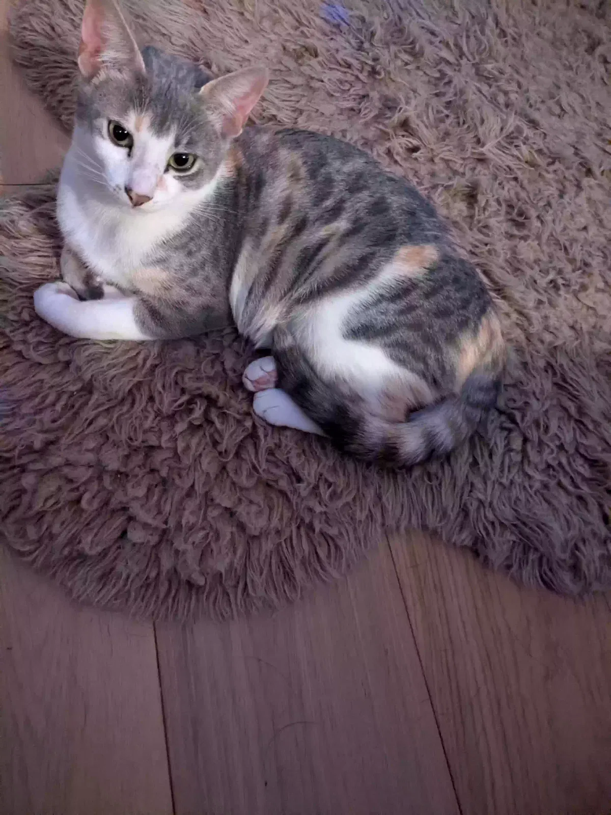 Lost cat in Portland, OR, 97217