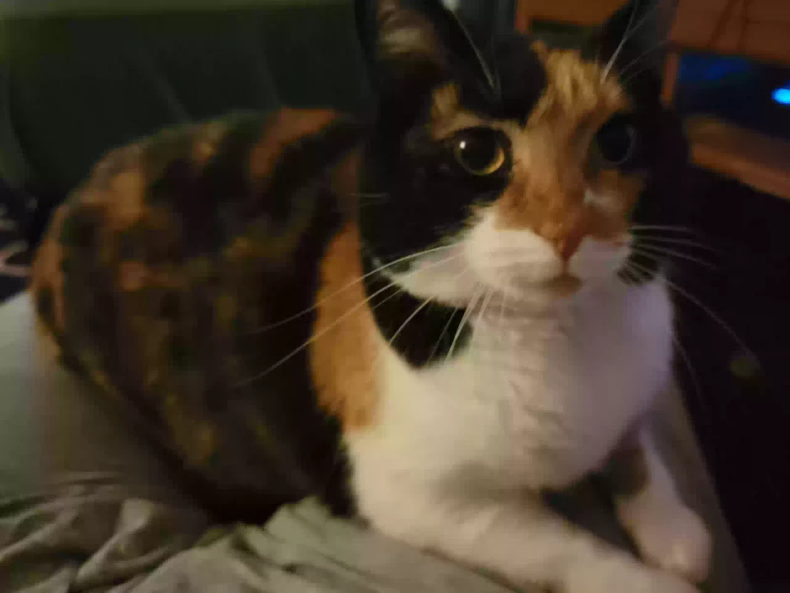 Lost cat in Allen, TX, 75002