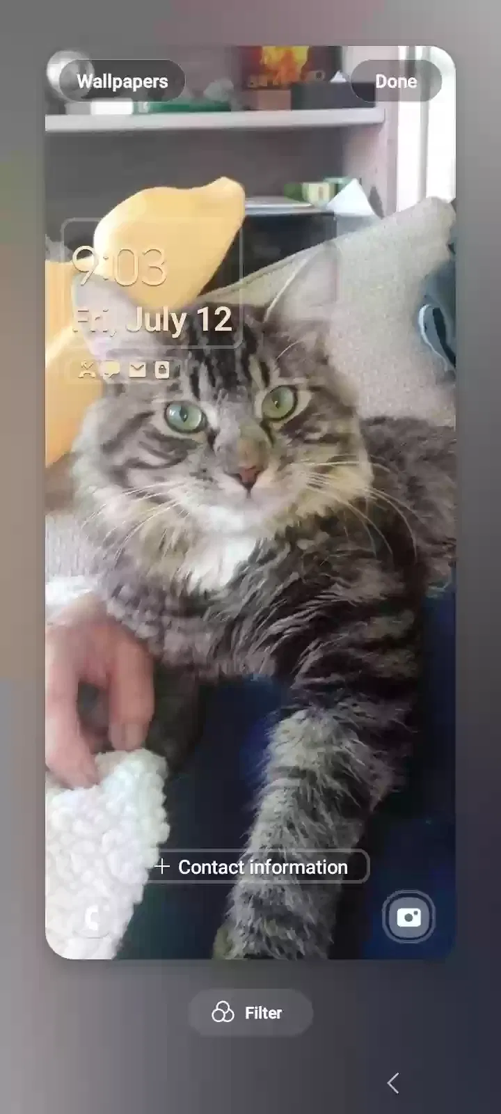 Lost cat in Fallon, NV, 89406