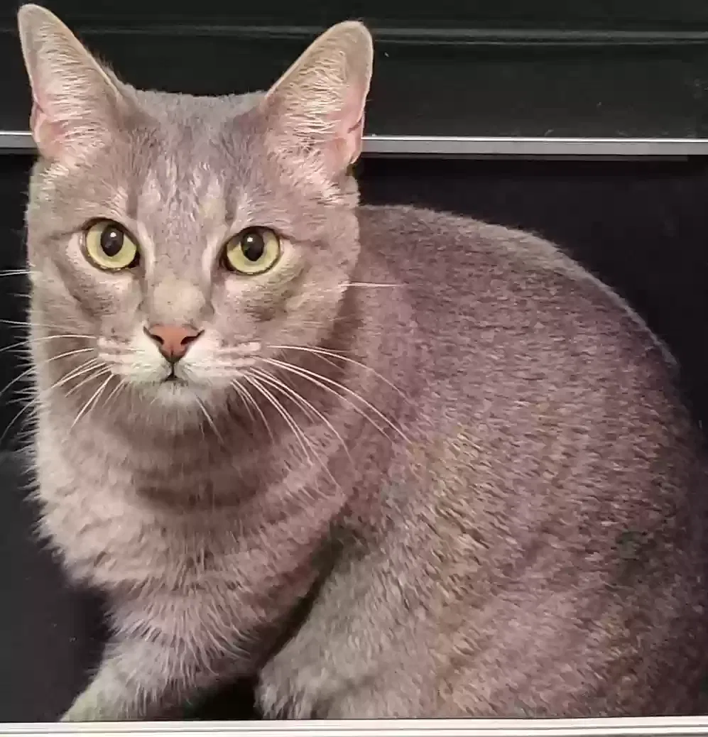 Lost cat in Leander, TX, 78645