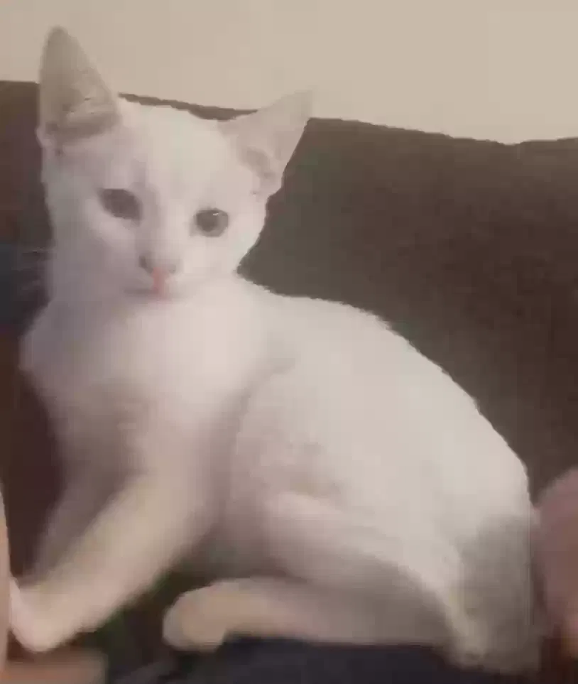 Lost cat in San Diego, CA, 92126
