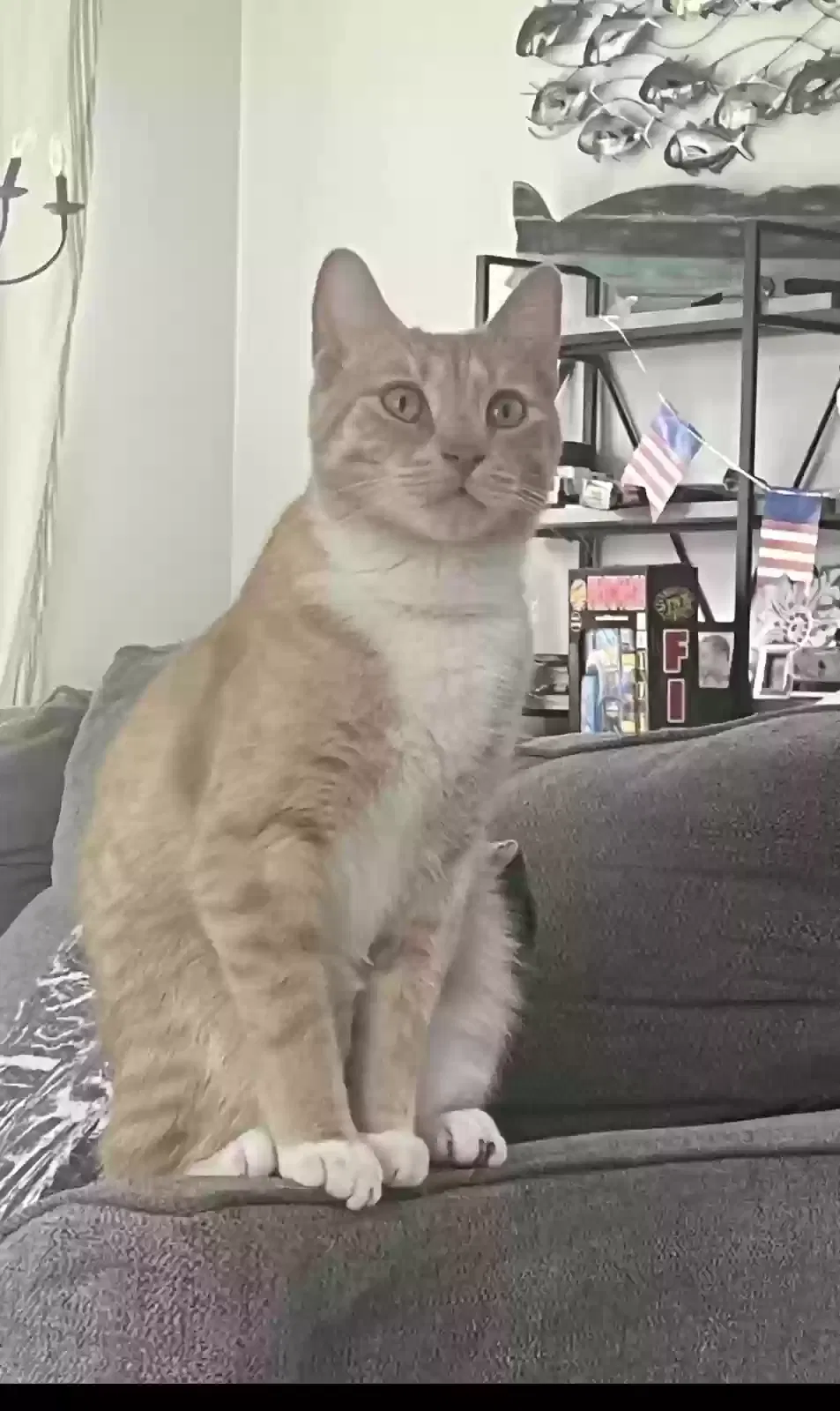Lost cat in Boca Raton, FL, 33496