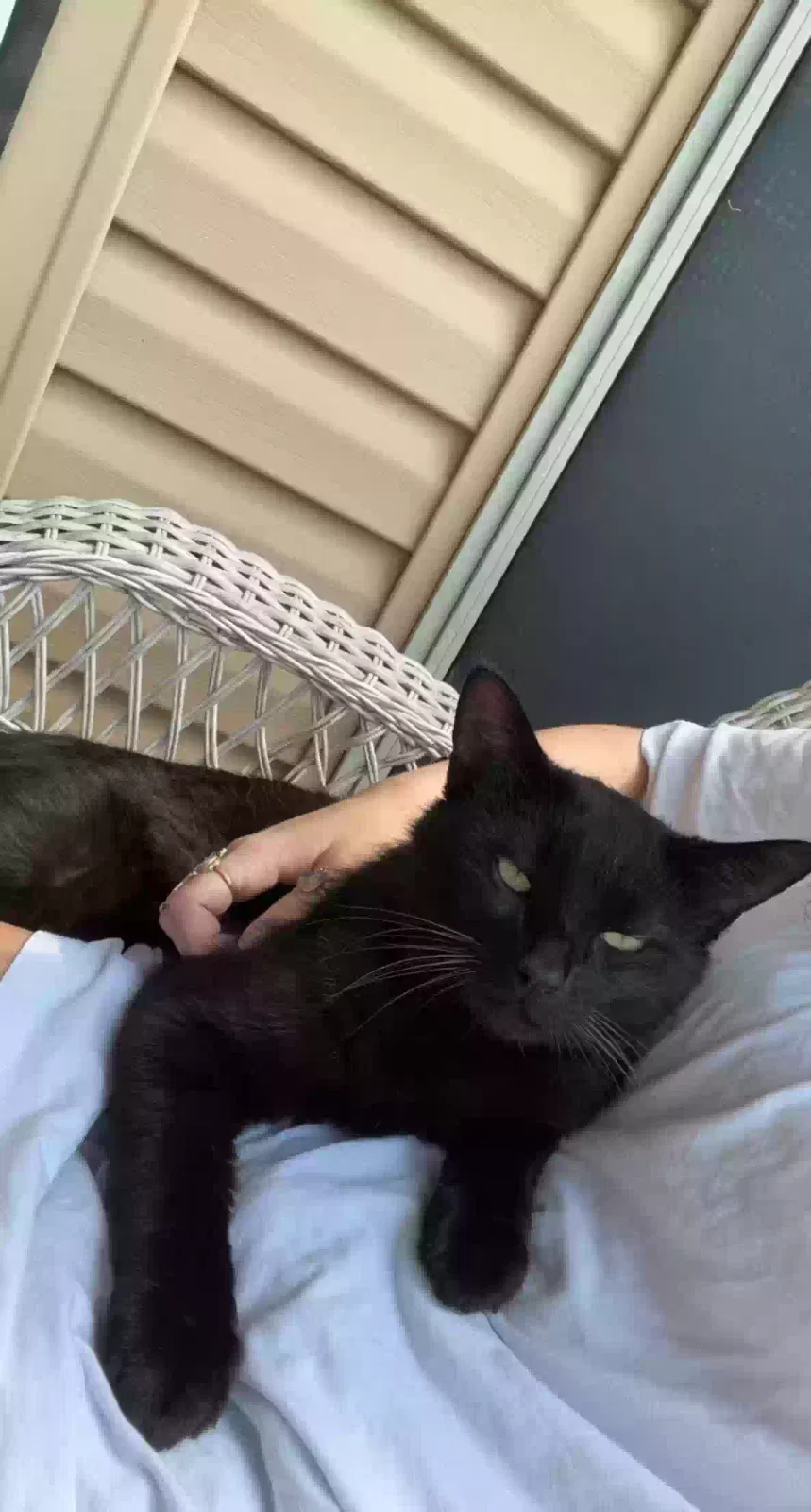 Lost cat in Mandeville, LA, 70471