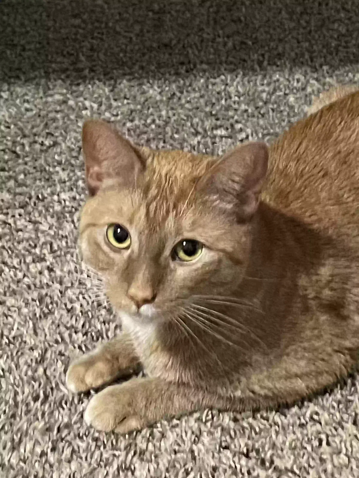 Lost cat in Detroit, MI, 48201