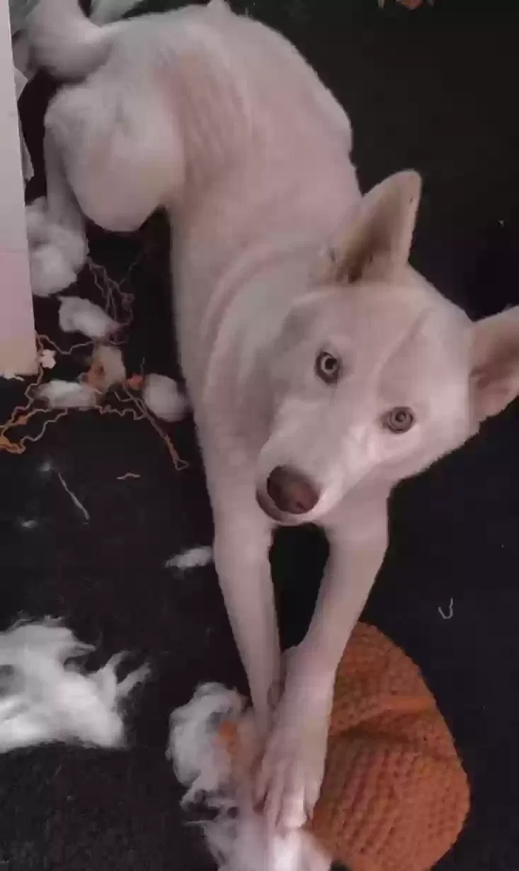 Lost dog in Colton, CA, 92324