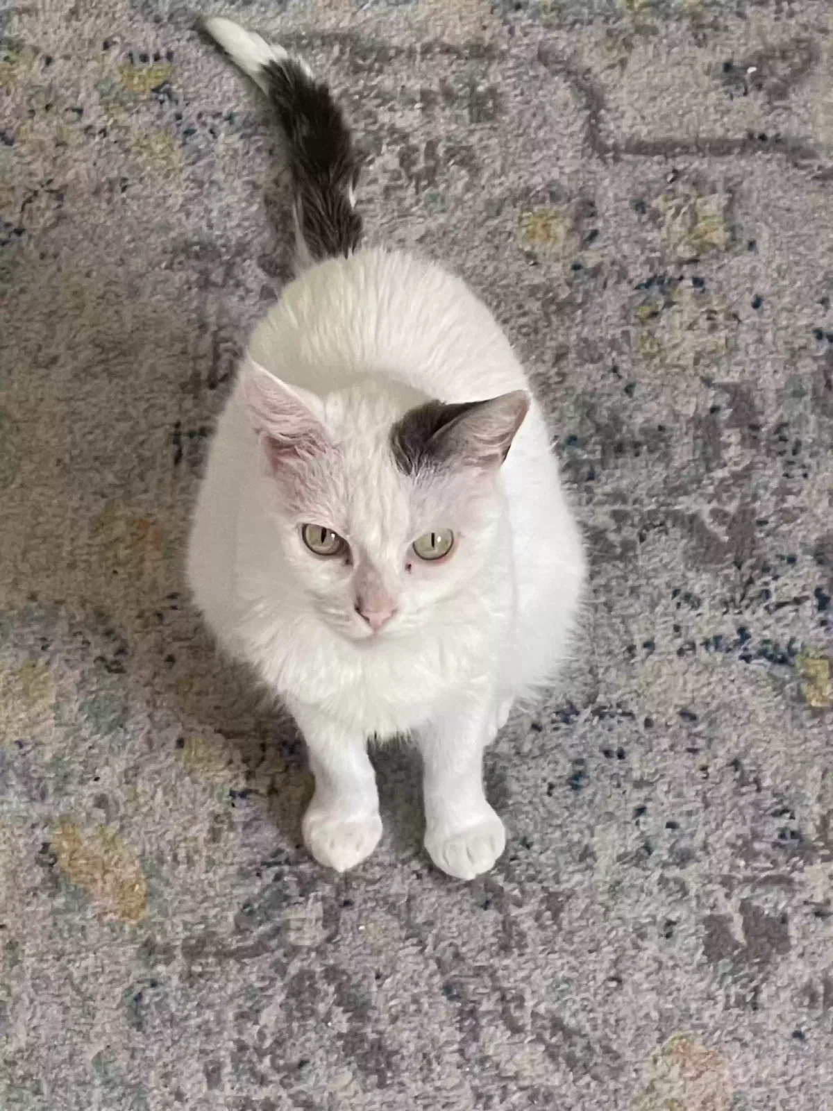 Lost cat in Oakland, CA, 94601