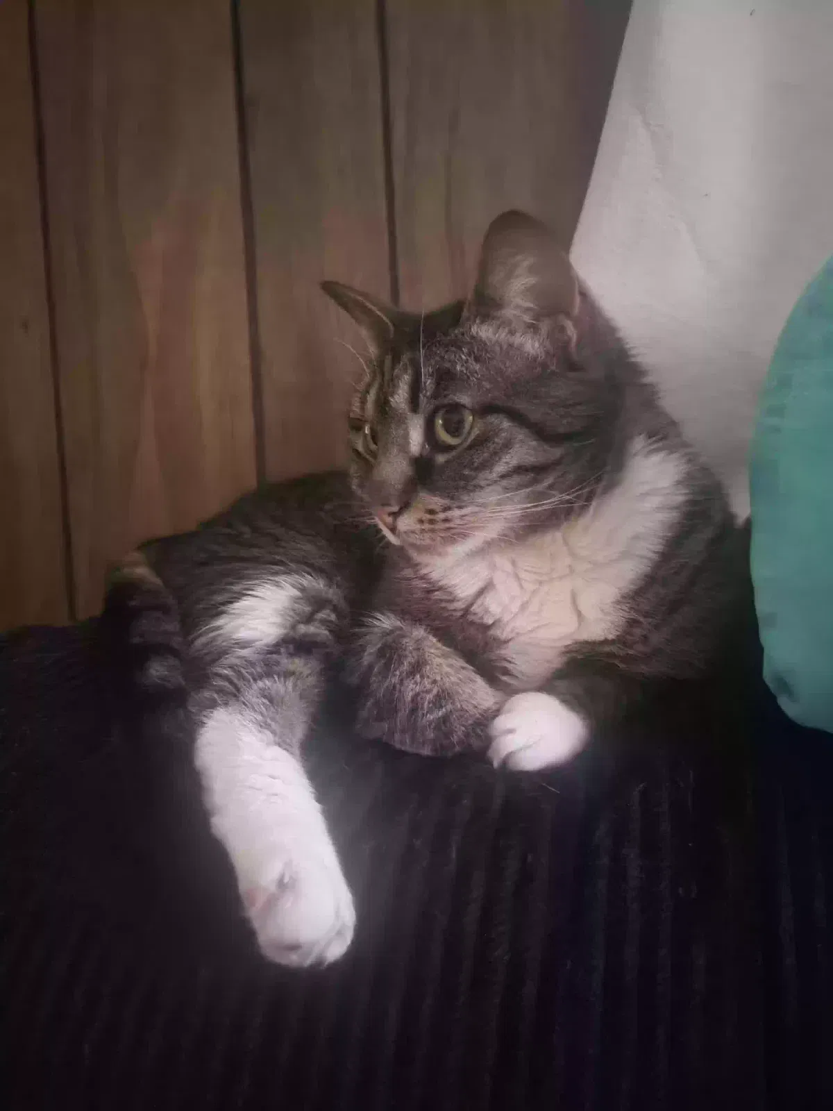 Lost cat in Chillicothe, OH, 45601