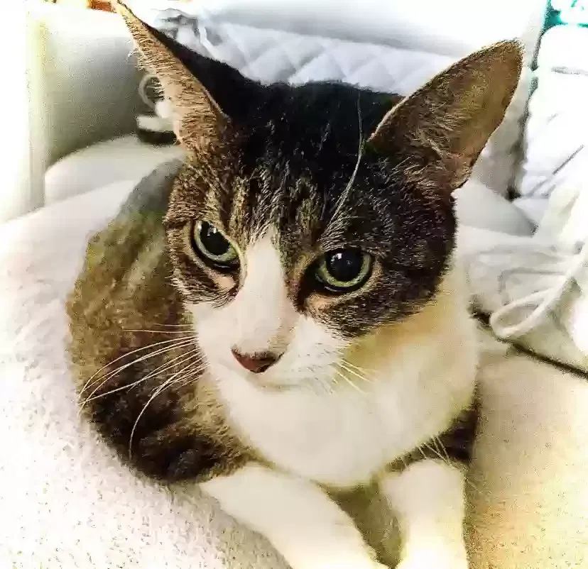Lost cat in Houston, TX, 77070