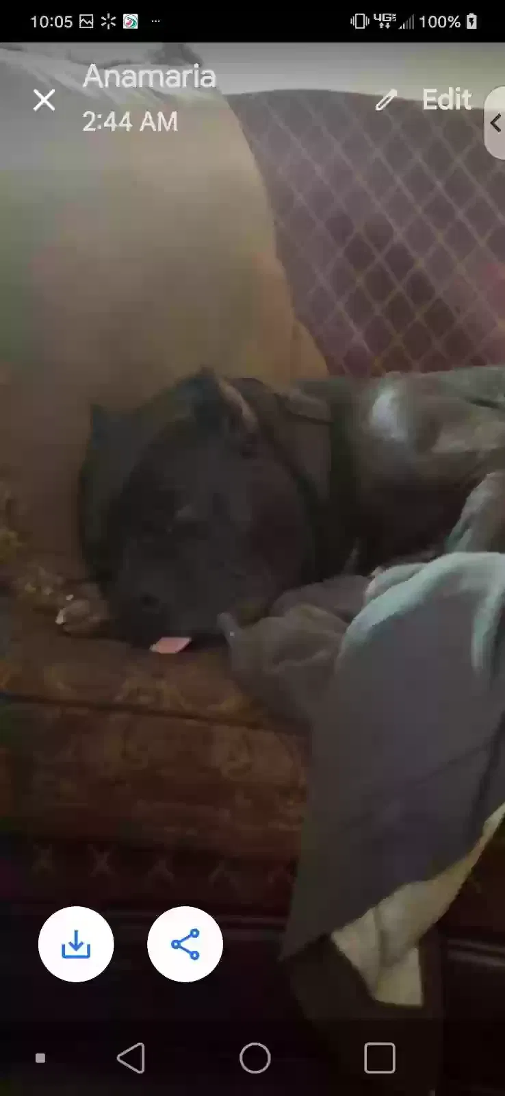 Lost dog in Orange, CA, 92867