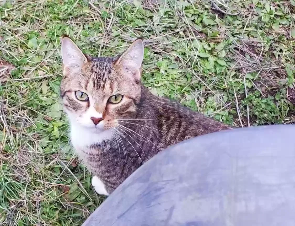 Lost cat in San Rafael, CA, 94901