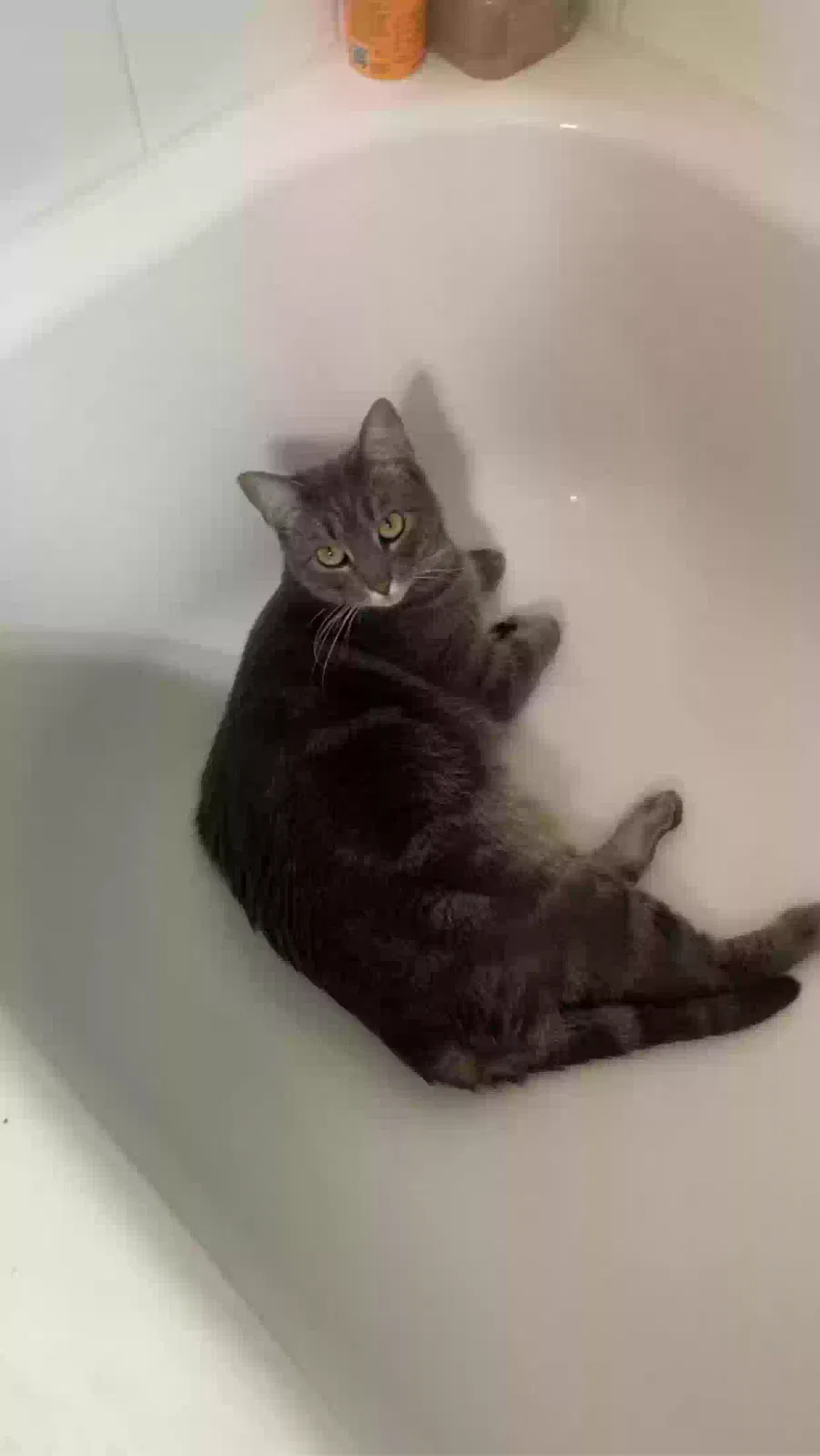 Lost cat in San Marcos, TX, 78666