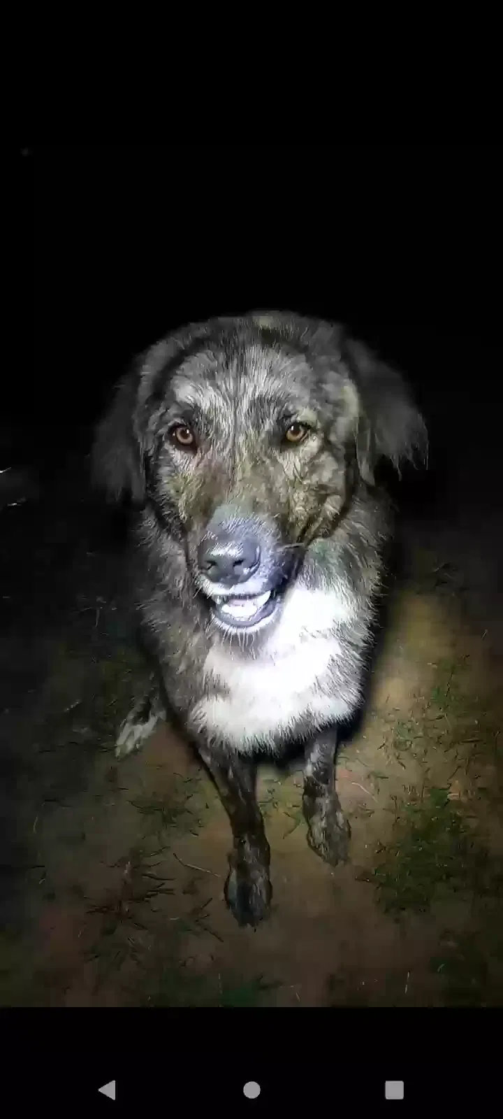 Lost dog in Lawndale, NC, 28090