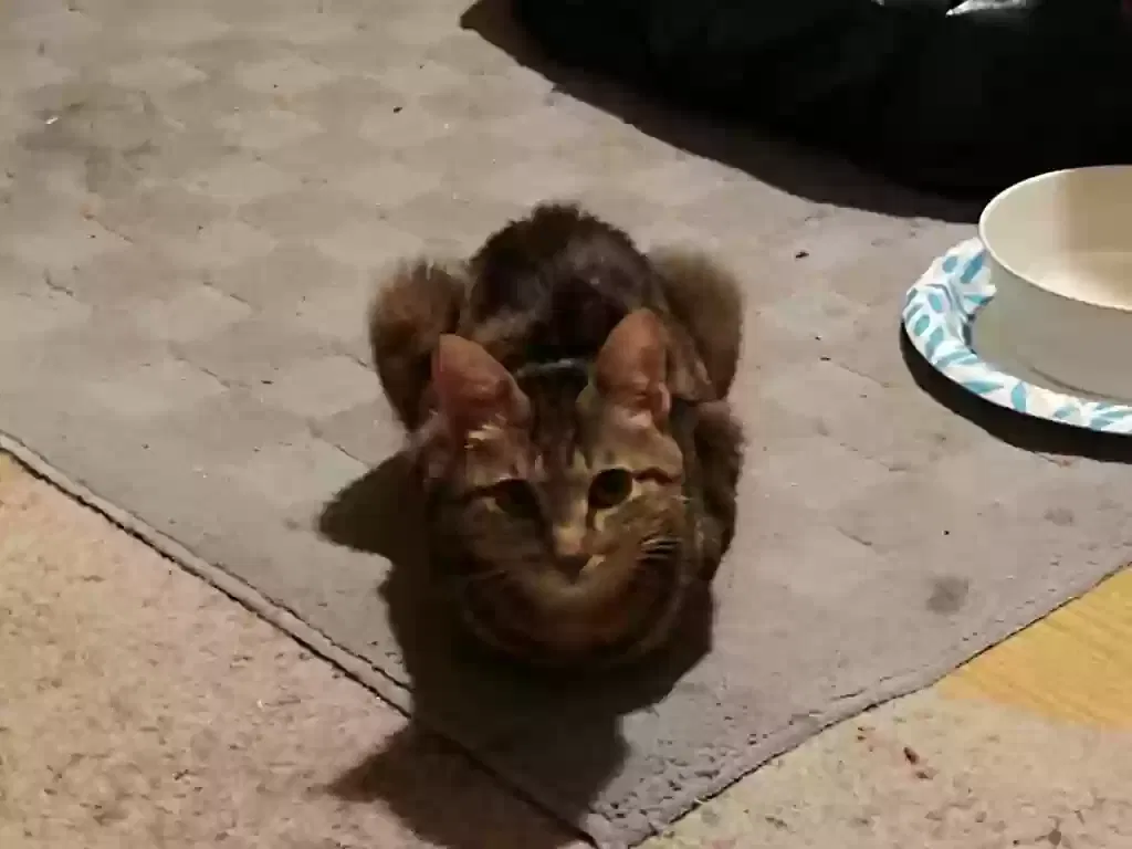 Lost cat in Corrigan, TX, 75939