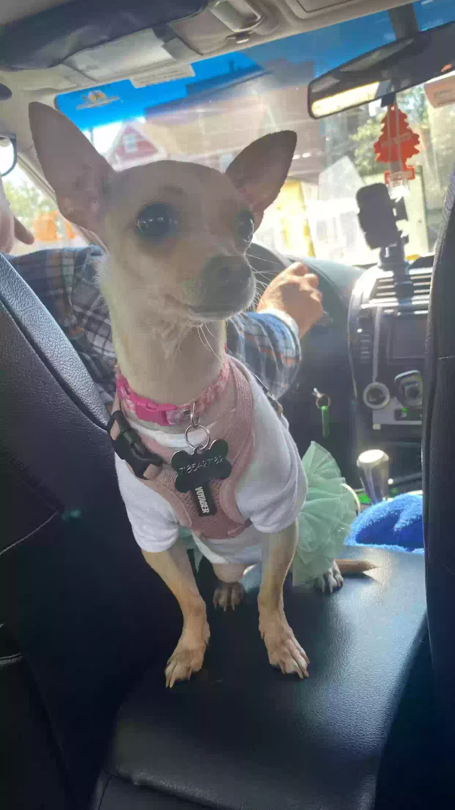 Lost dog in Corona, NY, 11368