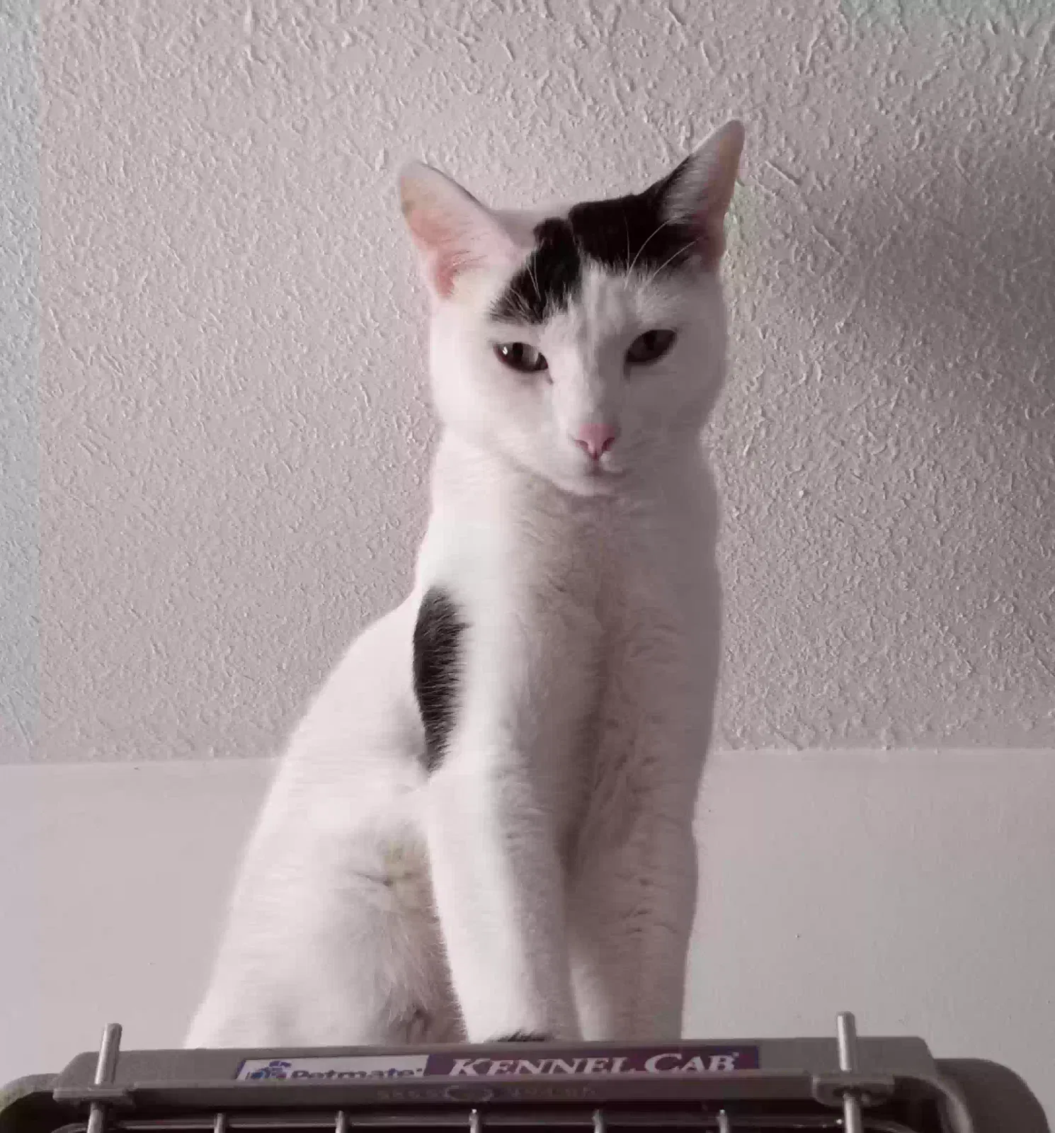 Lost cat in Tucson, AZ, 85705