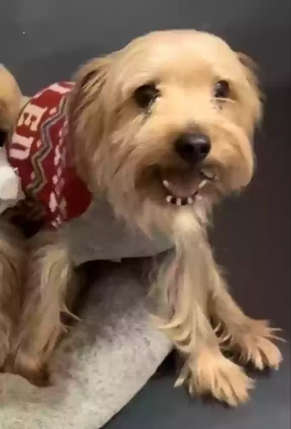 Lost dog in Fort Lauderdale, FL, 33323