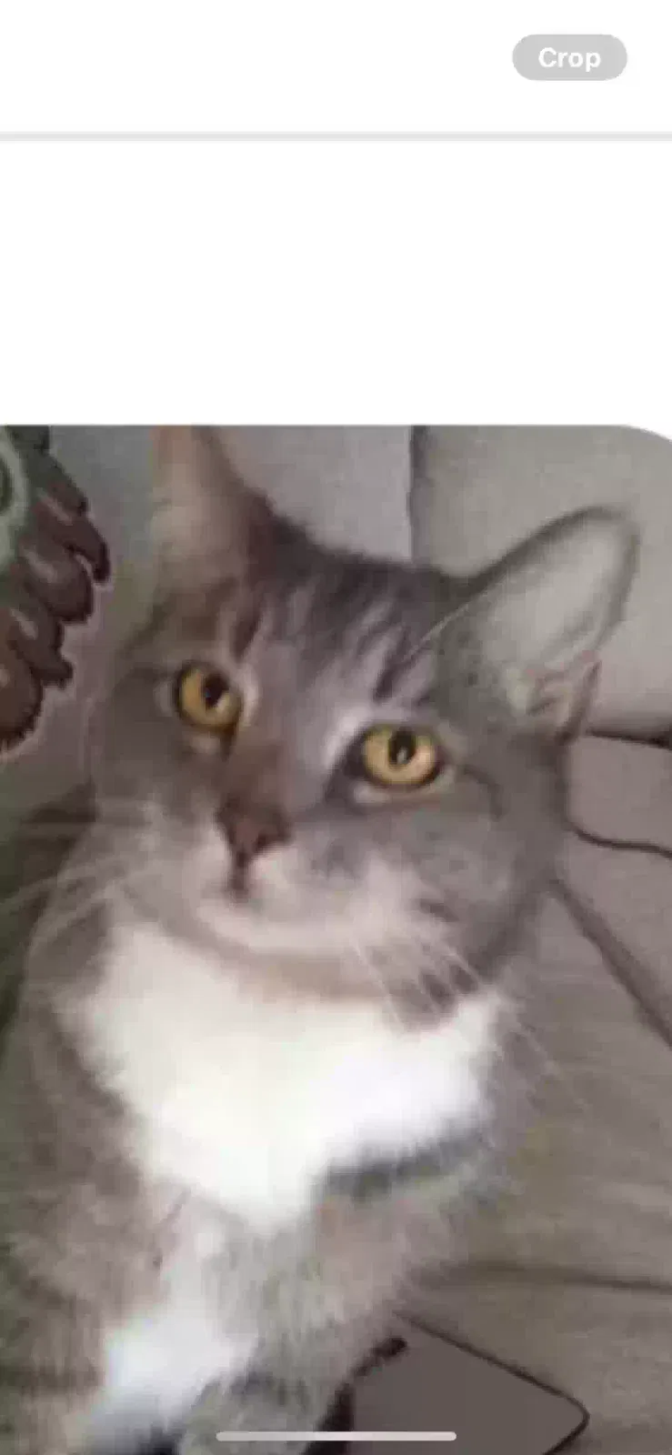Lost cat in Alpharetta, GA, 30022