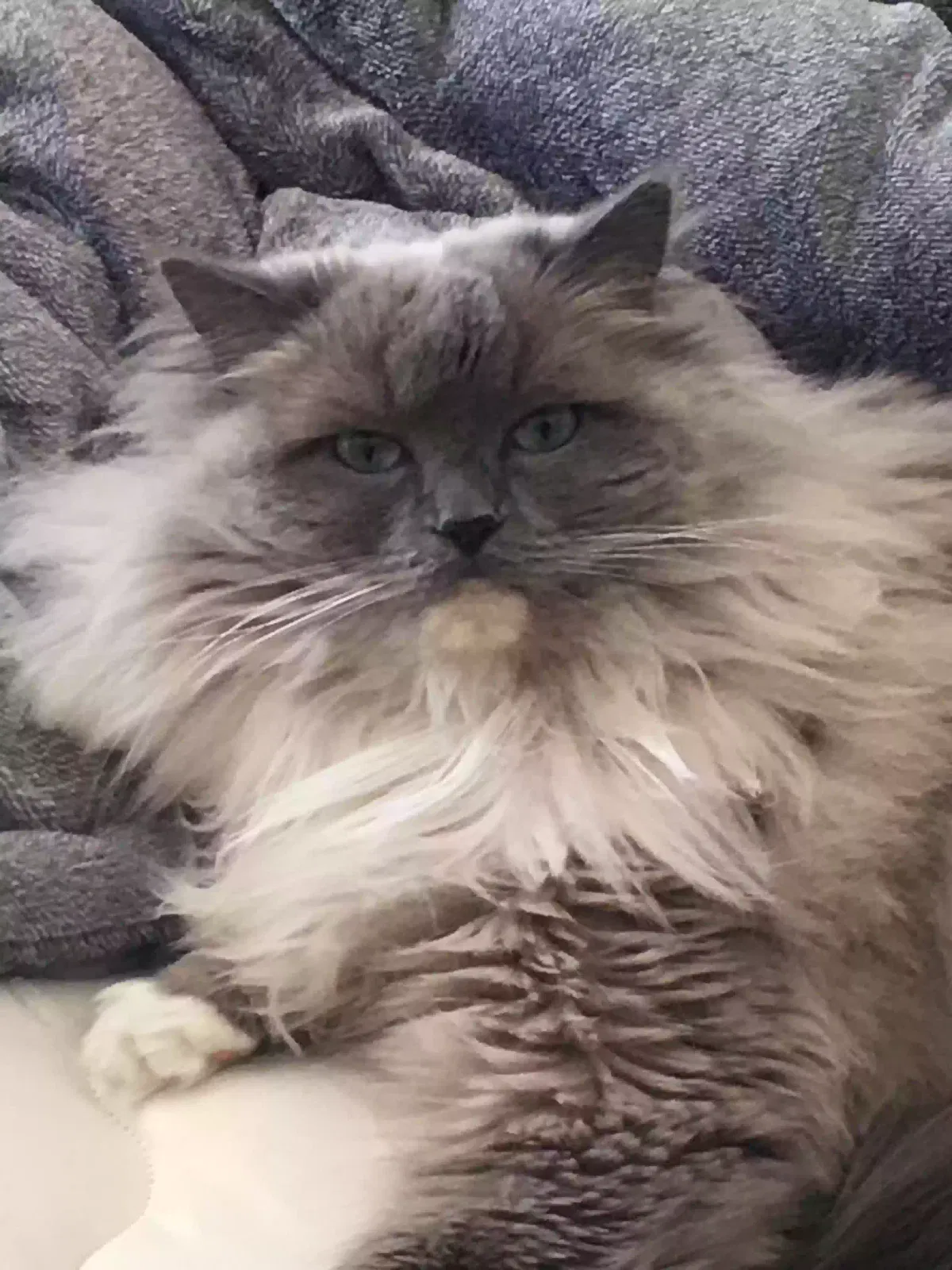 Lost cat in Alpharetta, GA, 30022