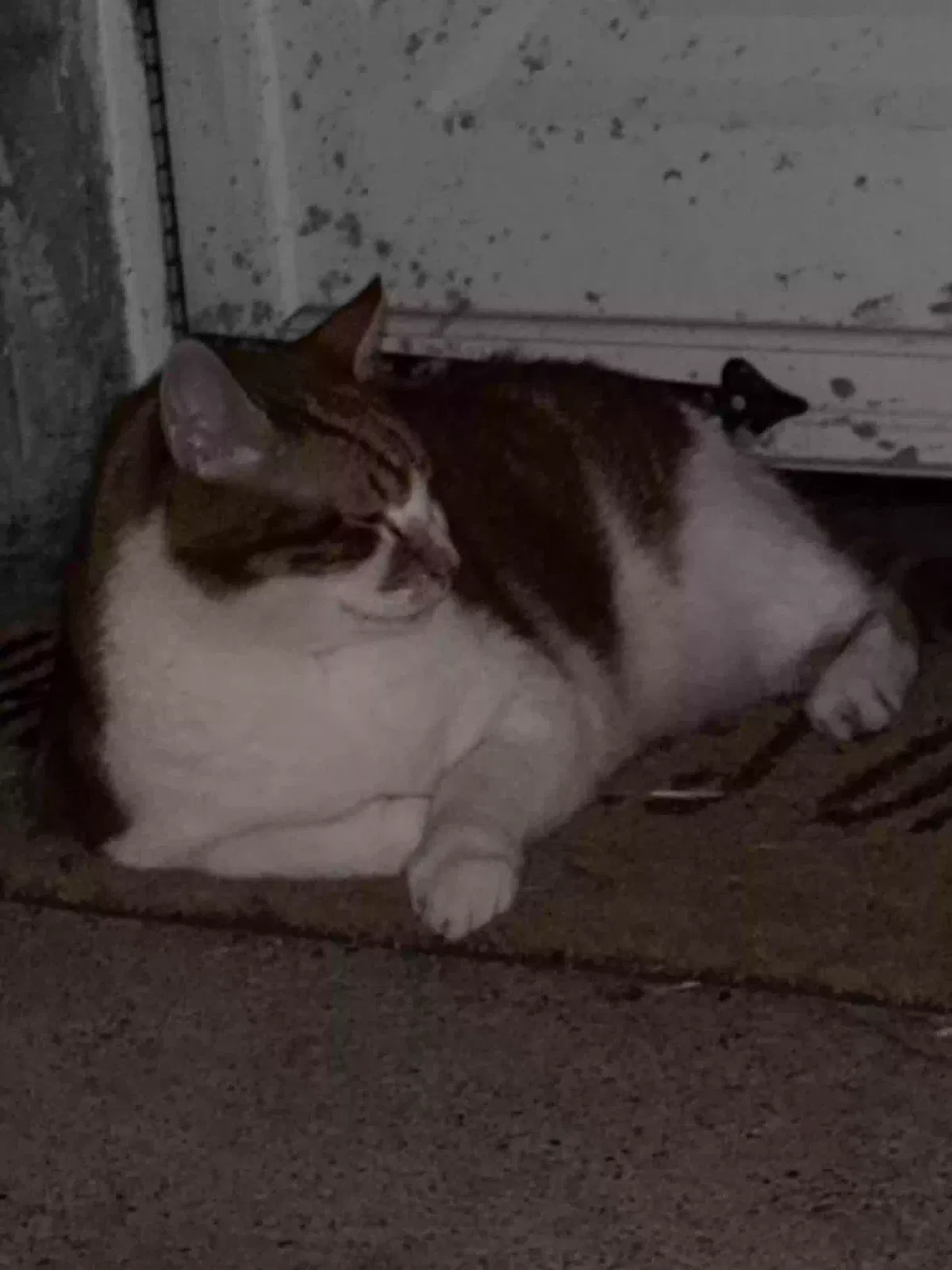 Lost cat in Drexel Hill, PA, 19026