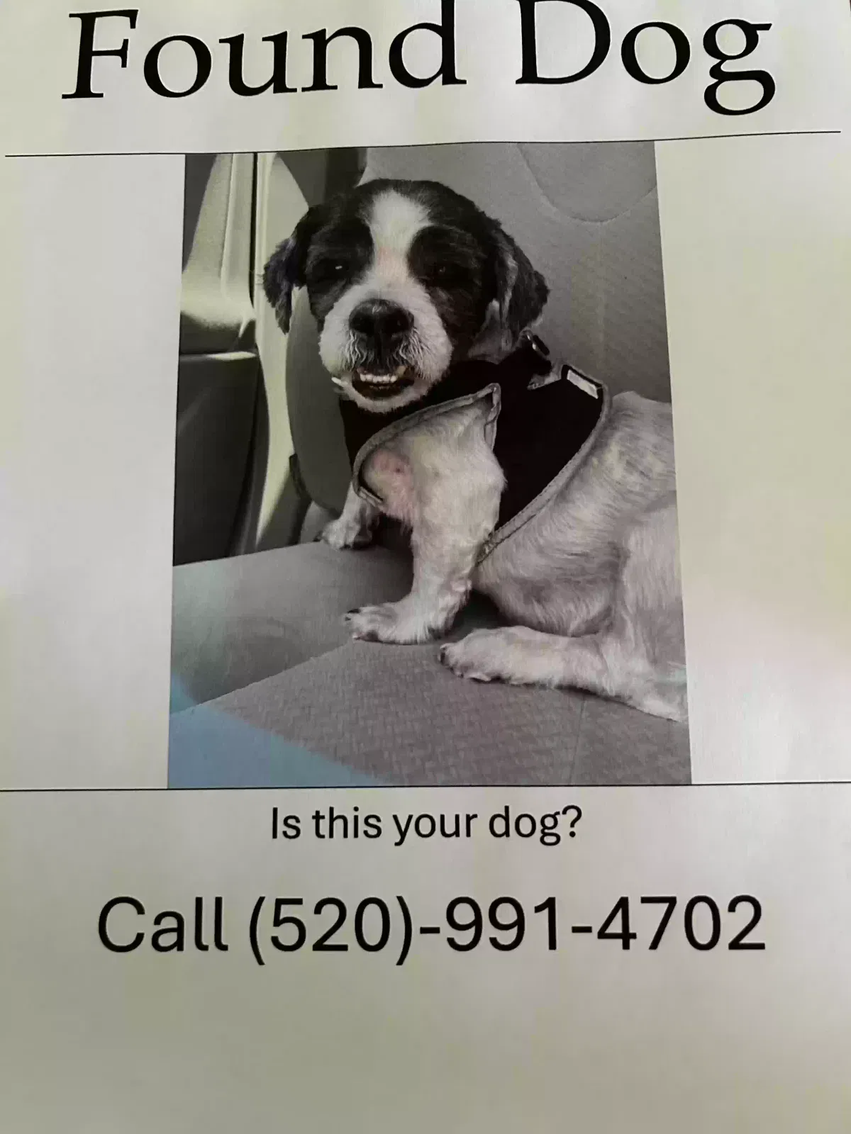 Found dog in Tucson, AZ, 85746