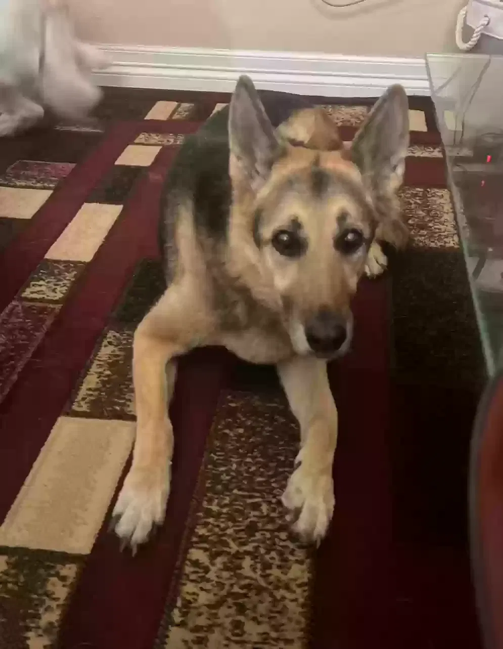 Lost dog in Colorado Springs, CO, 80904
