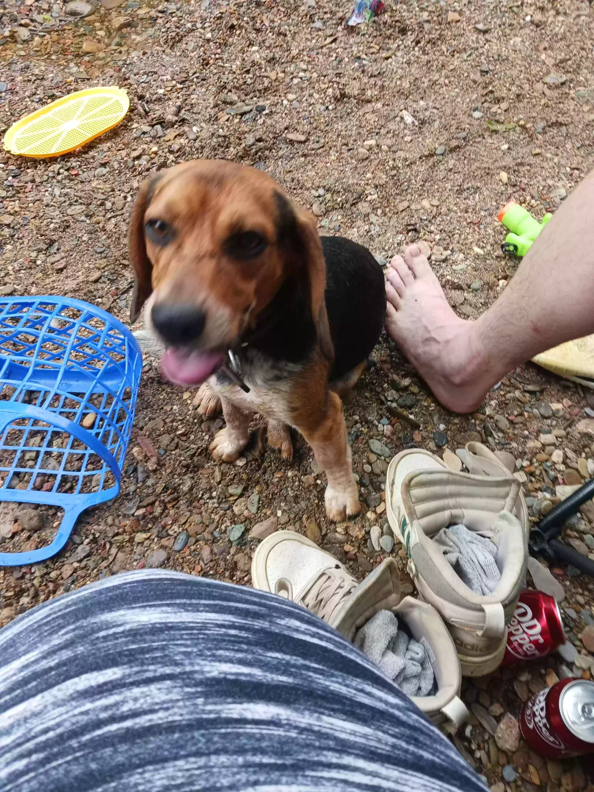 Lost dog in Tellico Plains, TN, 37385