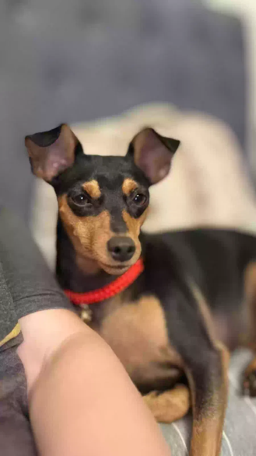 Lost dog in El Monte, CA, 91732