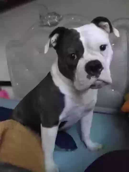 Lost dog in Des Plaines, IL, 60016